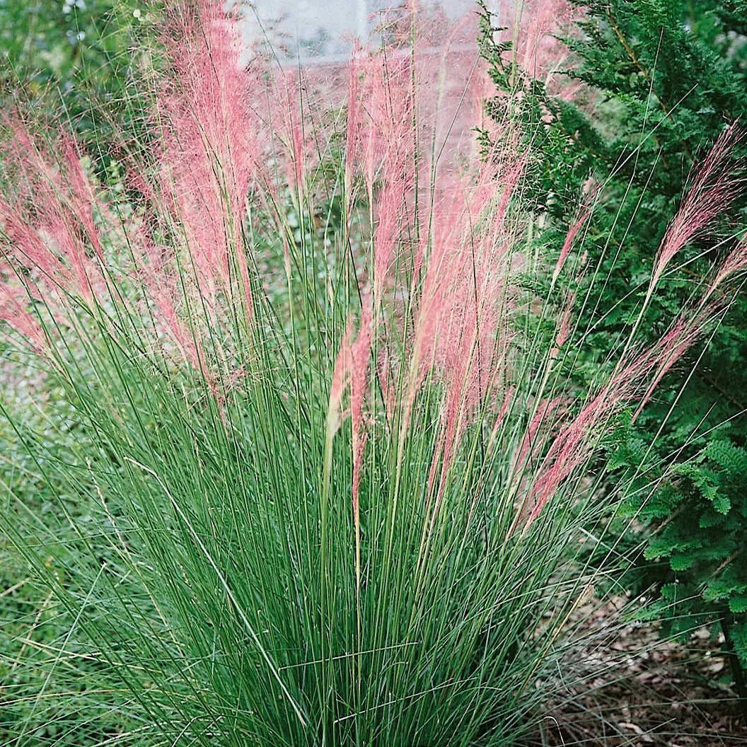PINK MUHLY GRASS 5gal