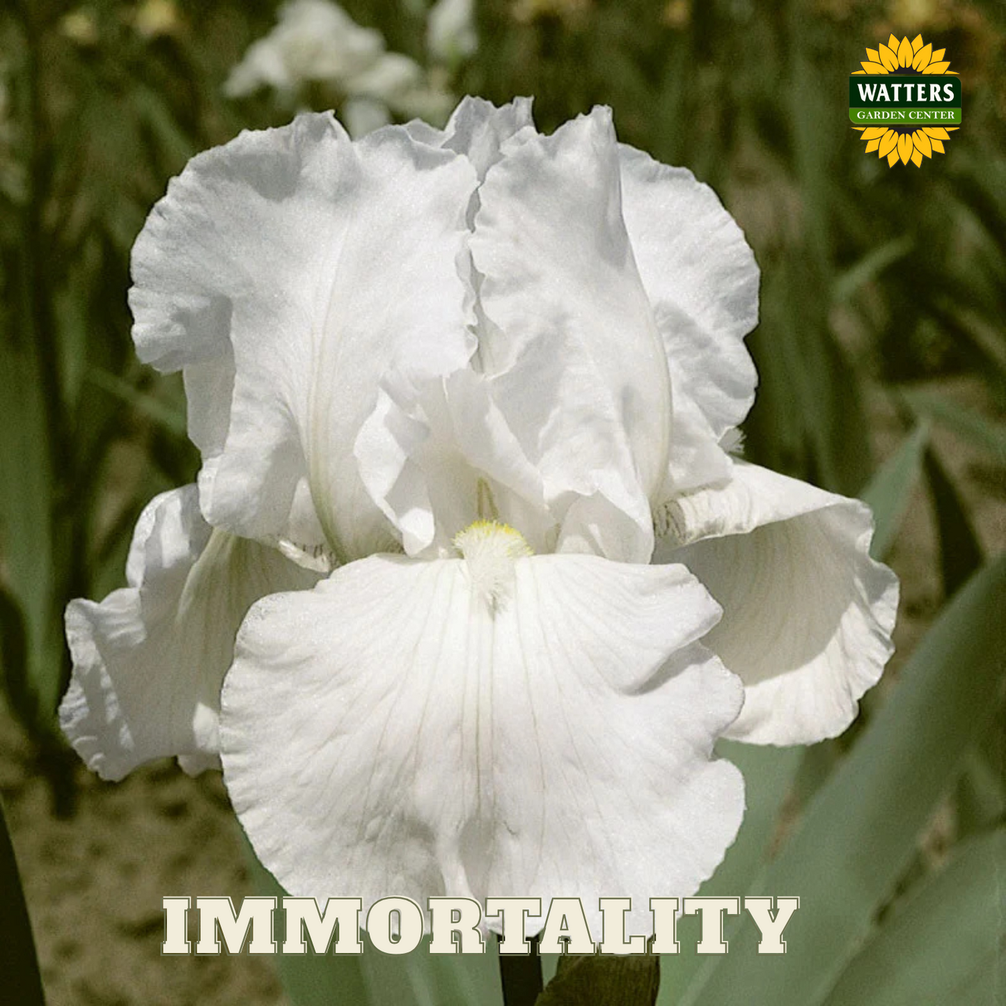Immortality Bearded Iris - Reblooming