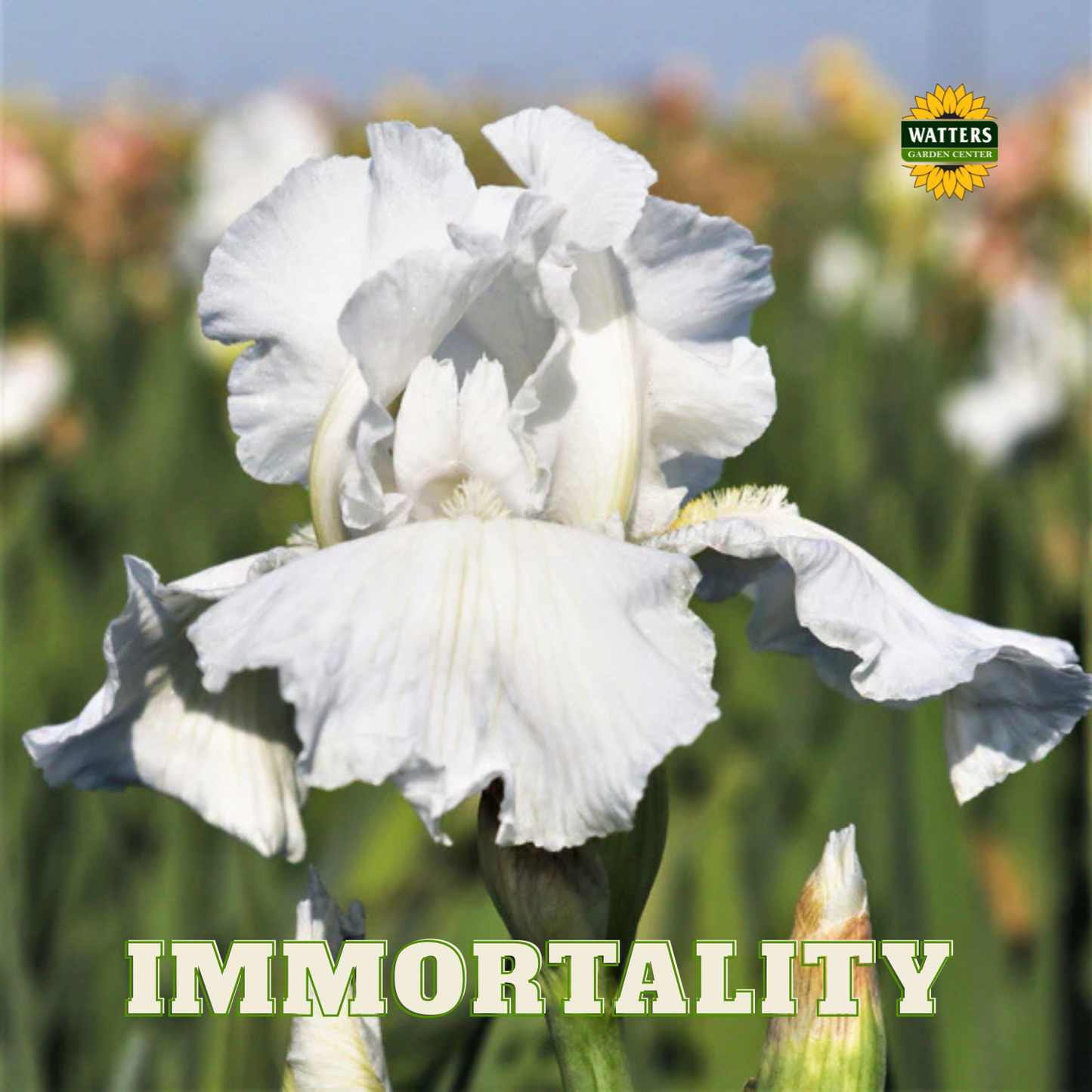 Immortality Bearded Iris - Reblooming