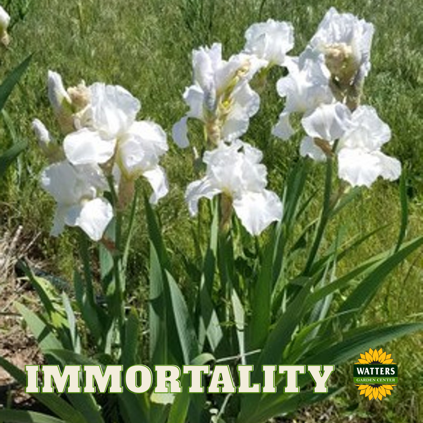 Immortality Bearded Iris - Reblooming