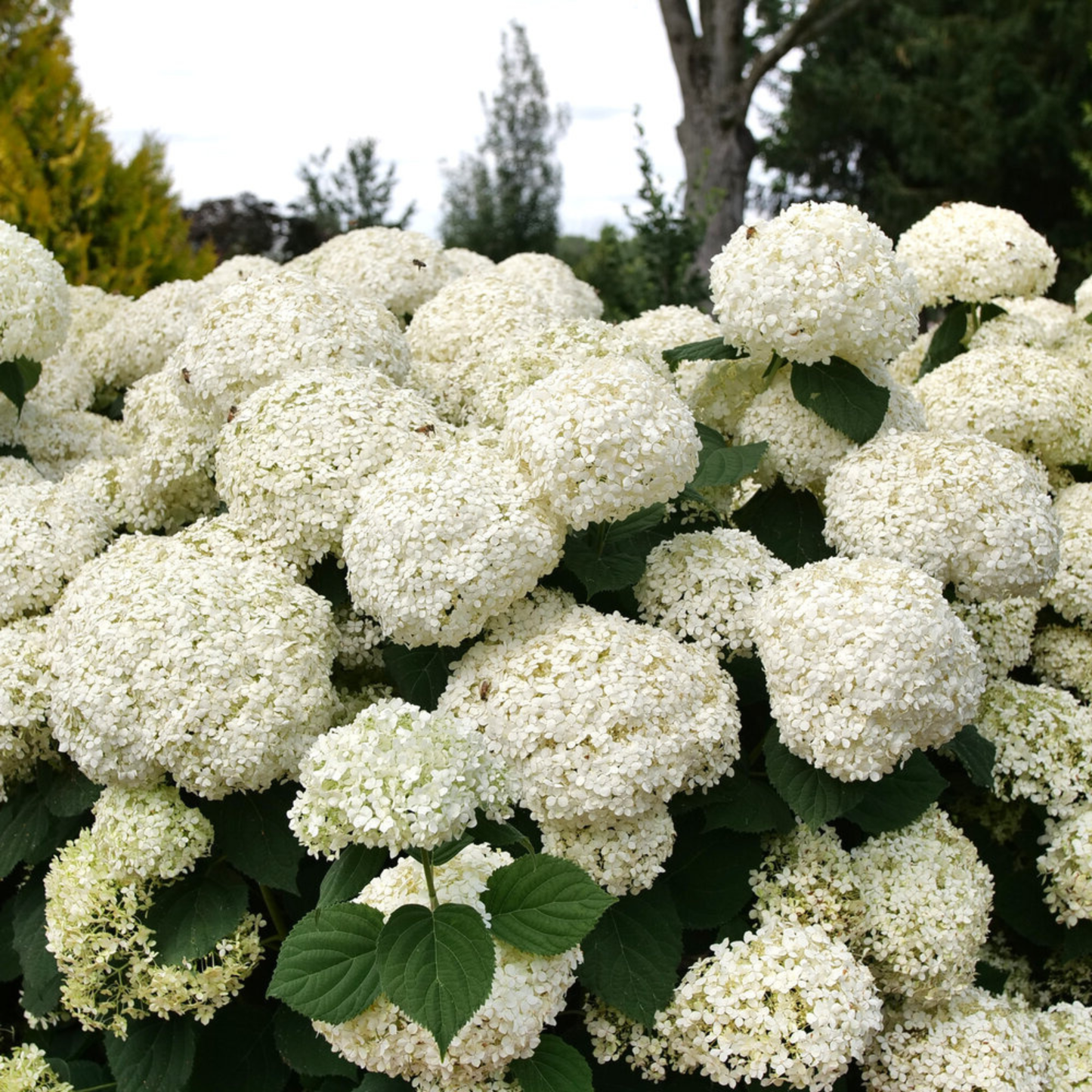 White hydrangea flower blooms with green leaves growing in a garden setting.