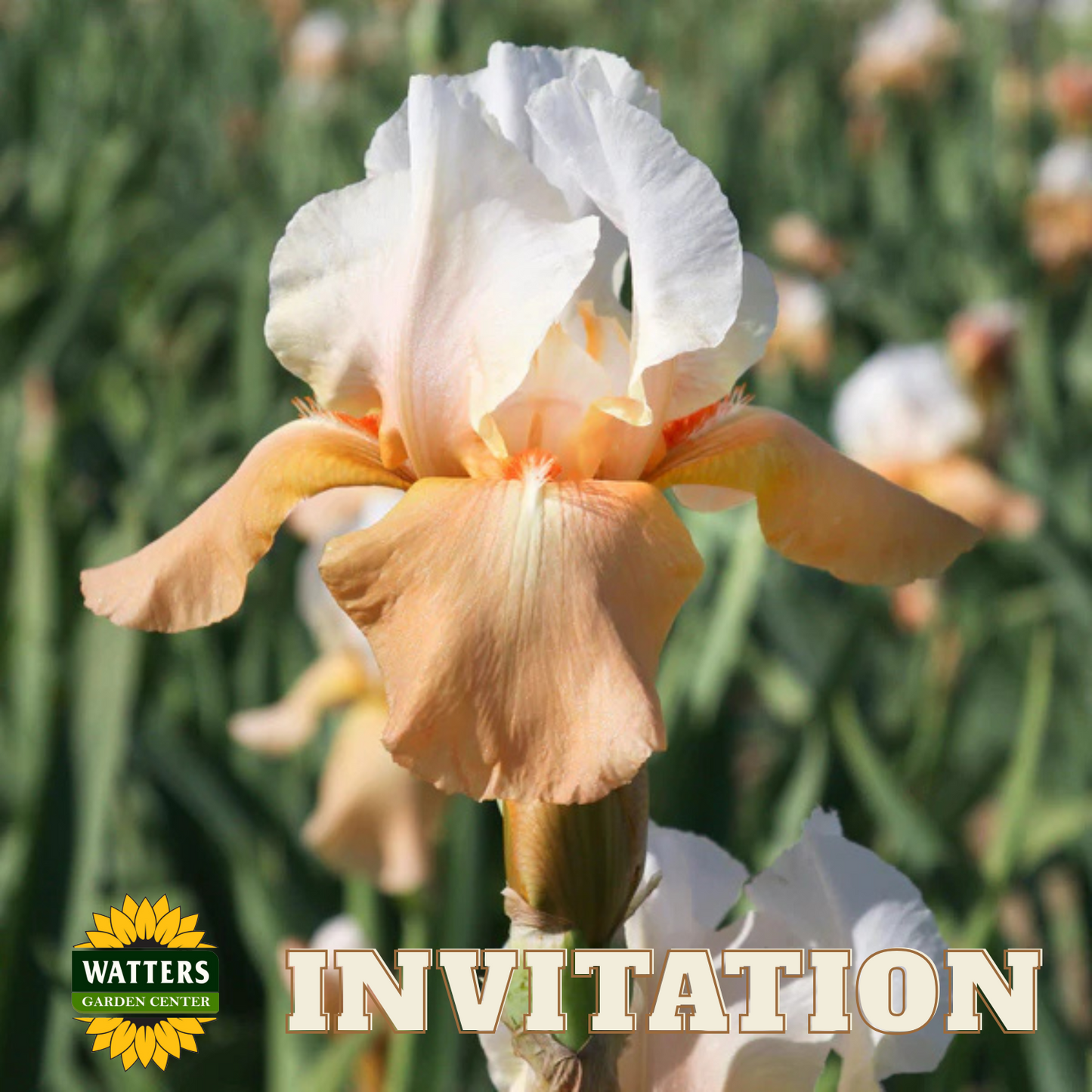 Invitation Bearded Iris - Reblooming