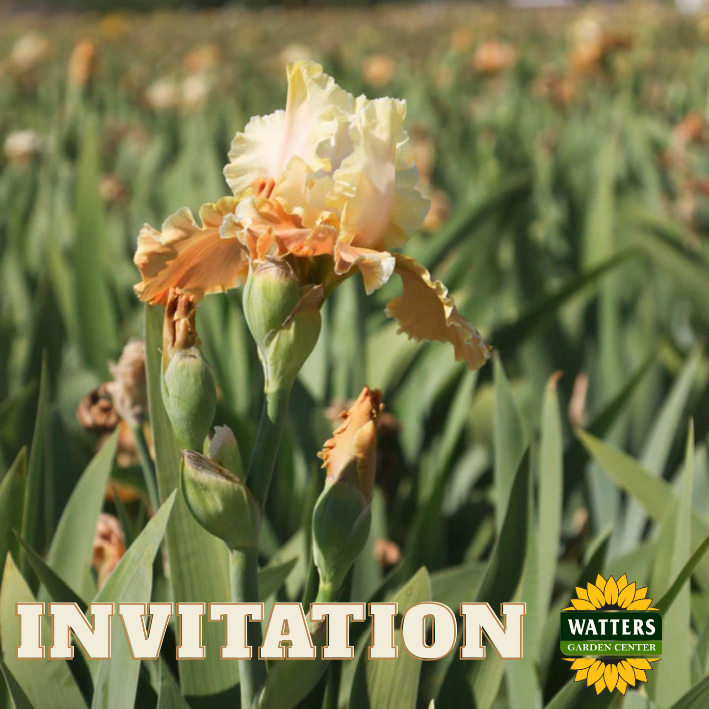 Invitation Bearded Iris - Reblooming