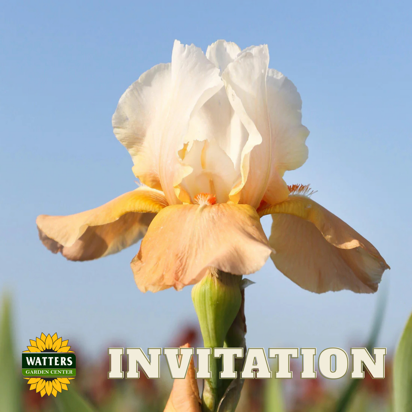 Invitation Bearded Iris - Reblooming