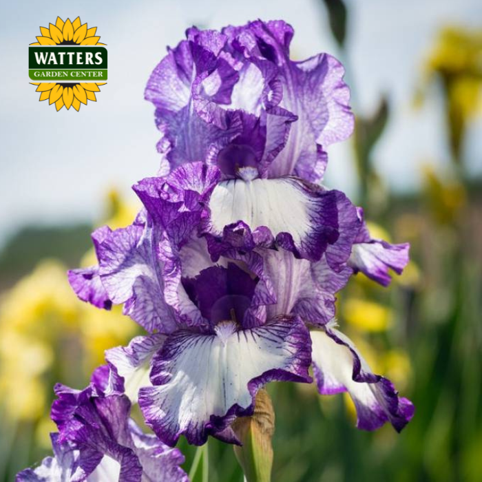 Earl of Essex Bearded Iris - Reblooming