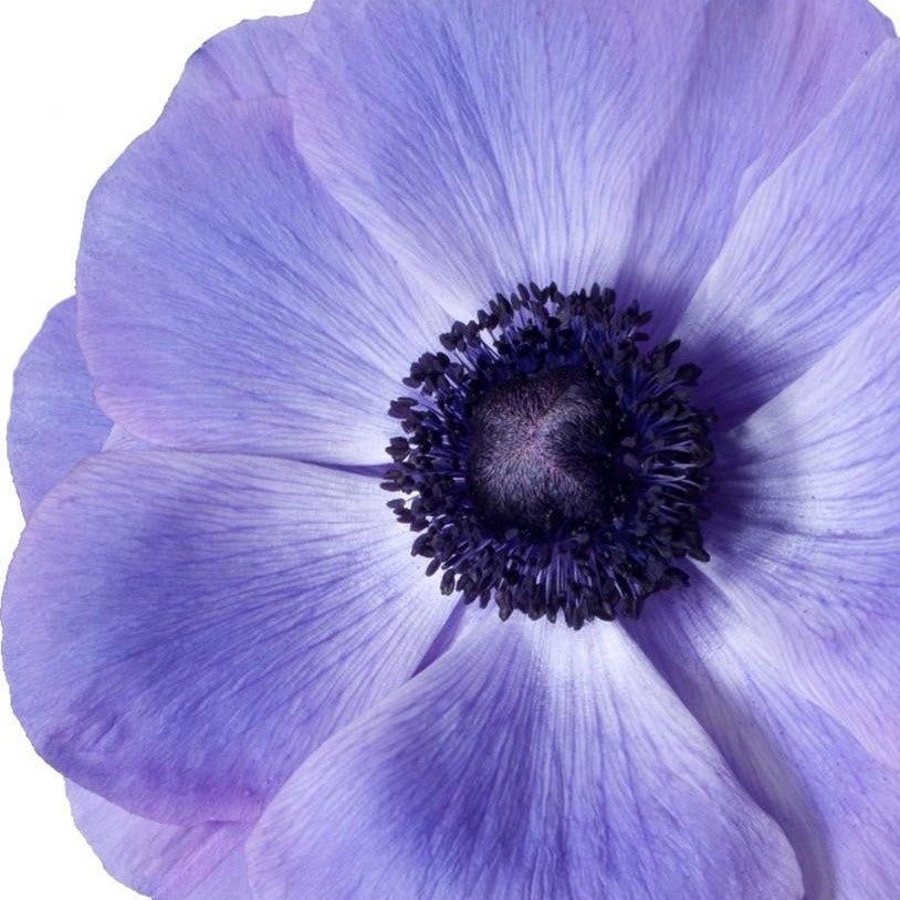 Italian Anemone - Mistral Plus Blu
