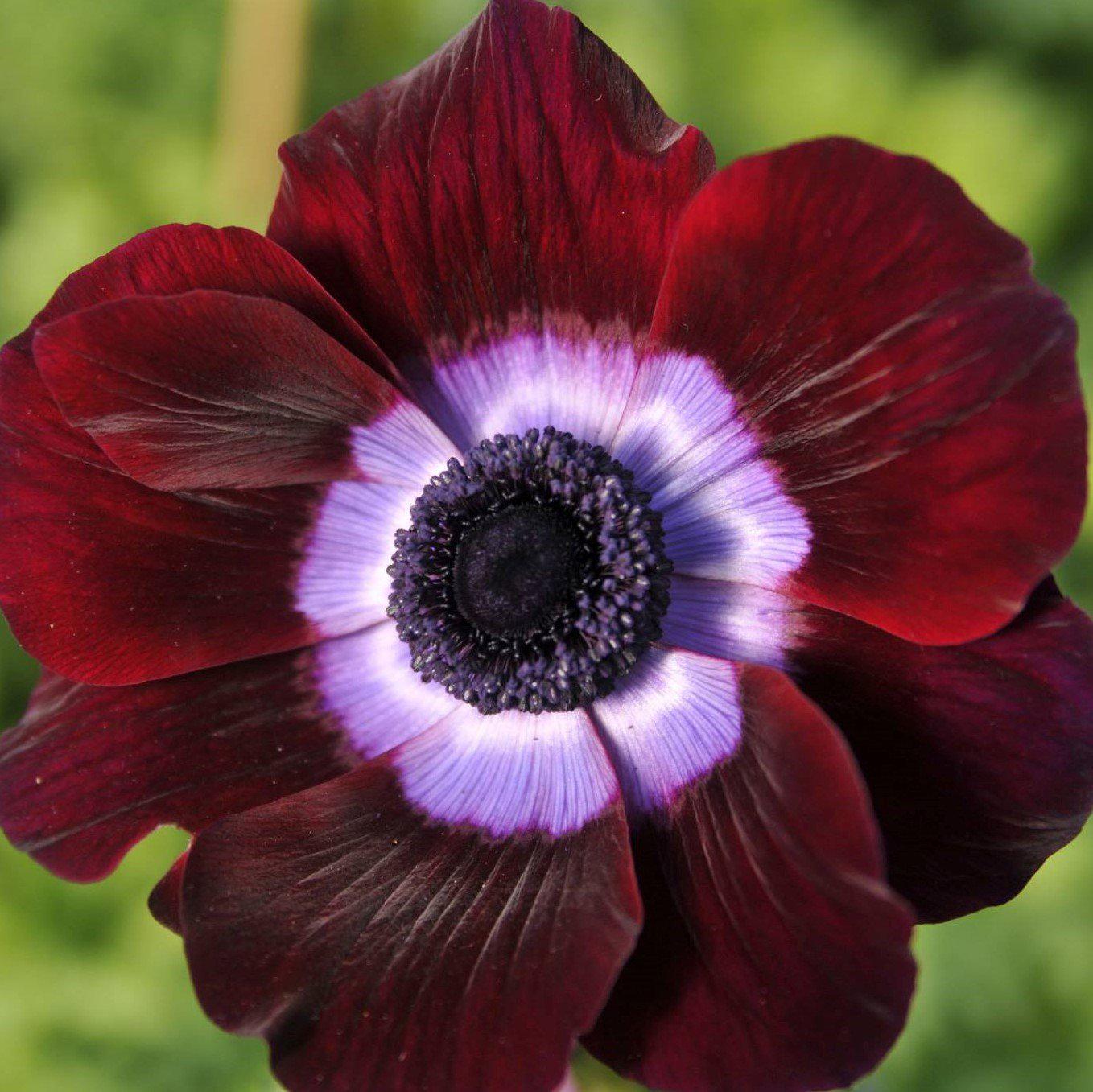 Italian Anemone - Mistral Bordeaux