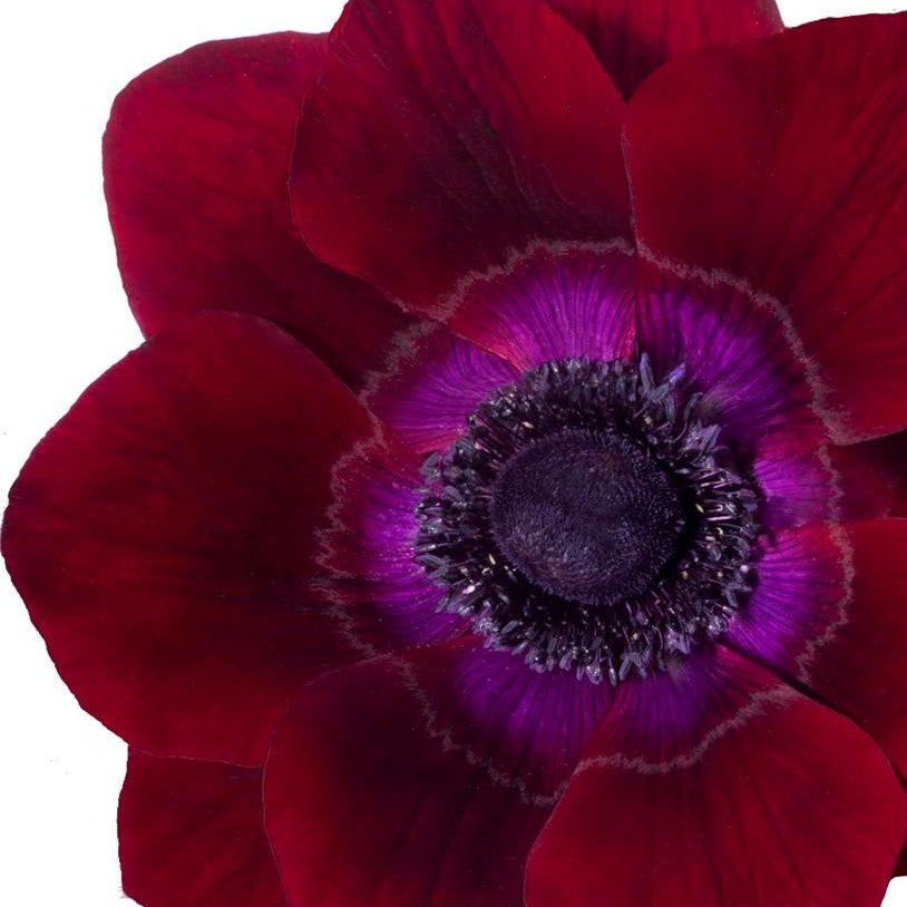 Italian Anemone - Mistral Bordeaux