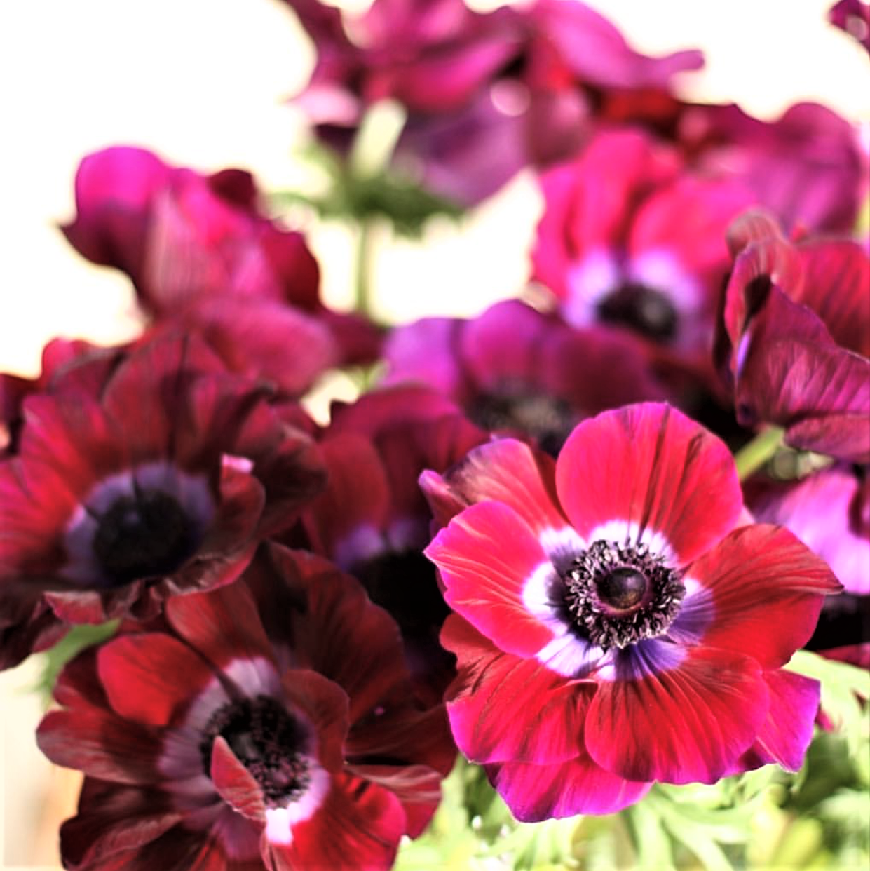 Italian Anemone - Mistral Bordeaux