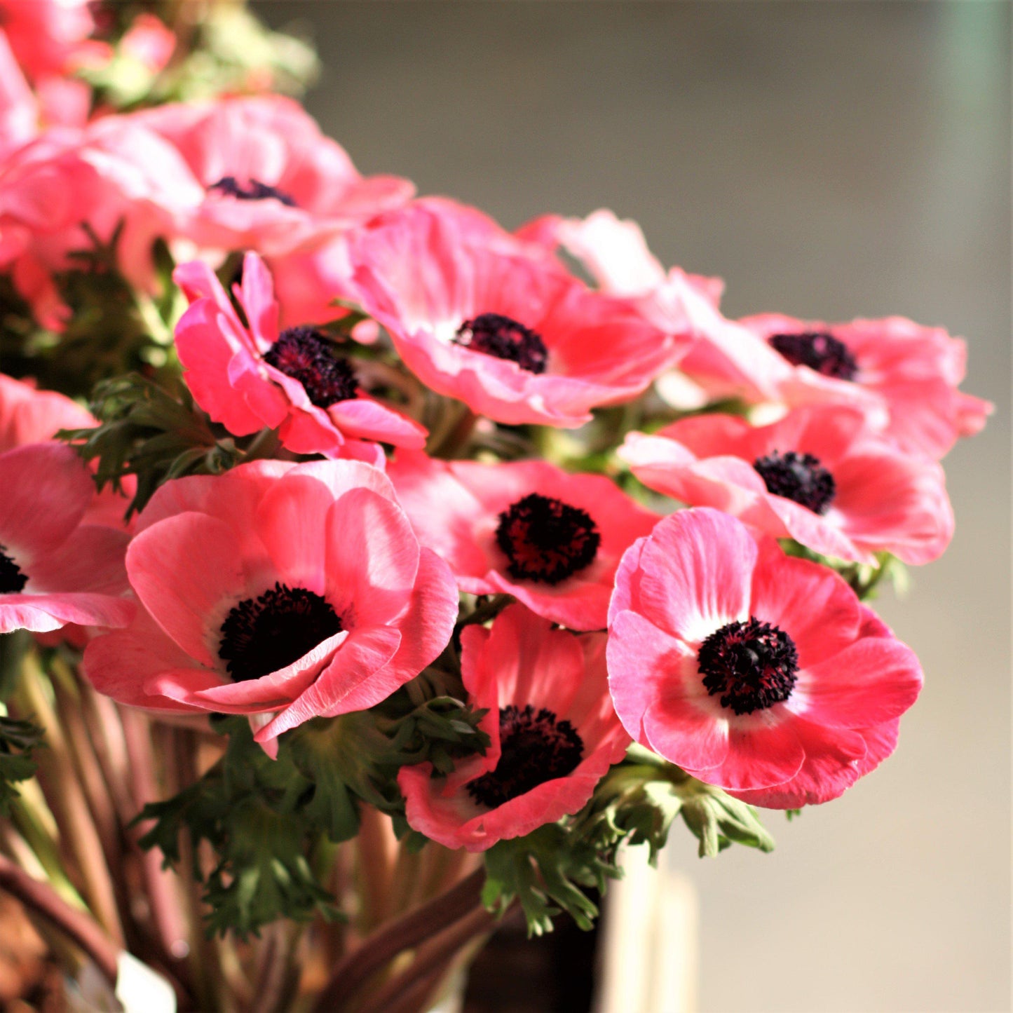 Italian Anemone - Mistral Plus Rosa Shocking