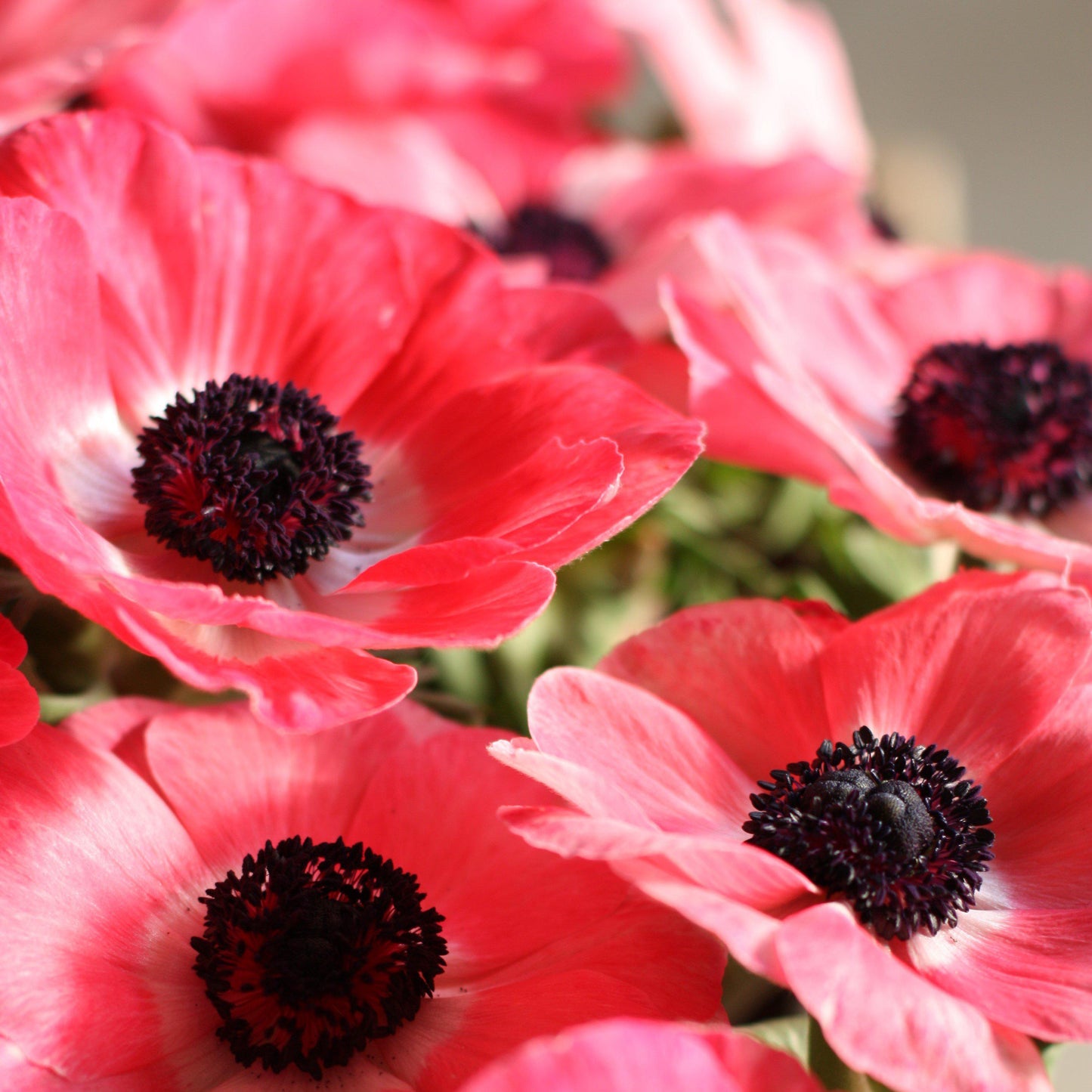 Italian Anemone - Mistral Plus Rosa Shocking