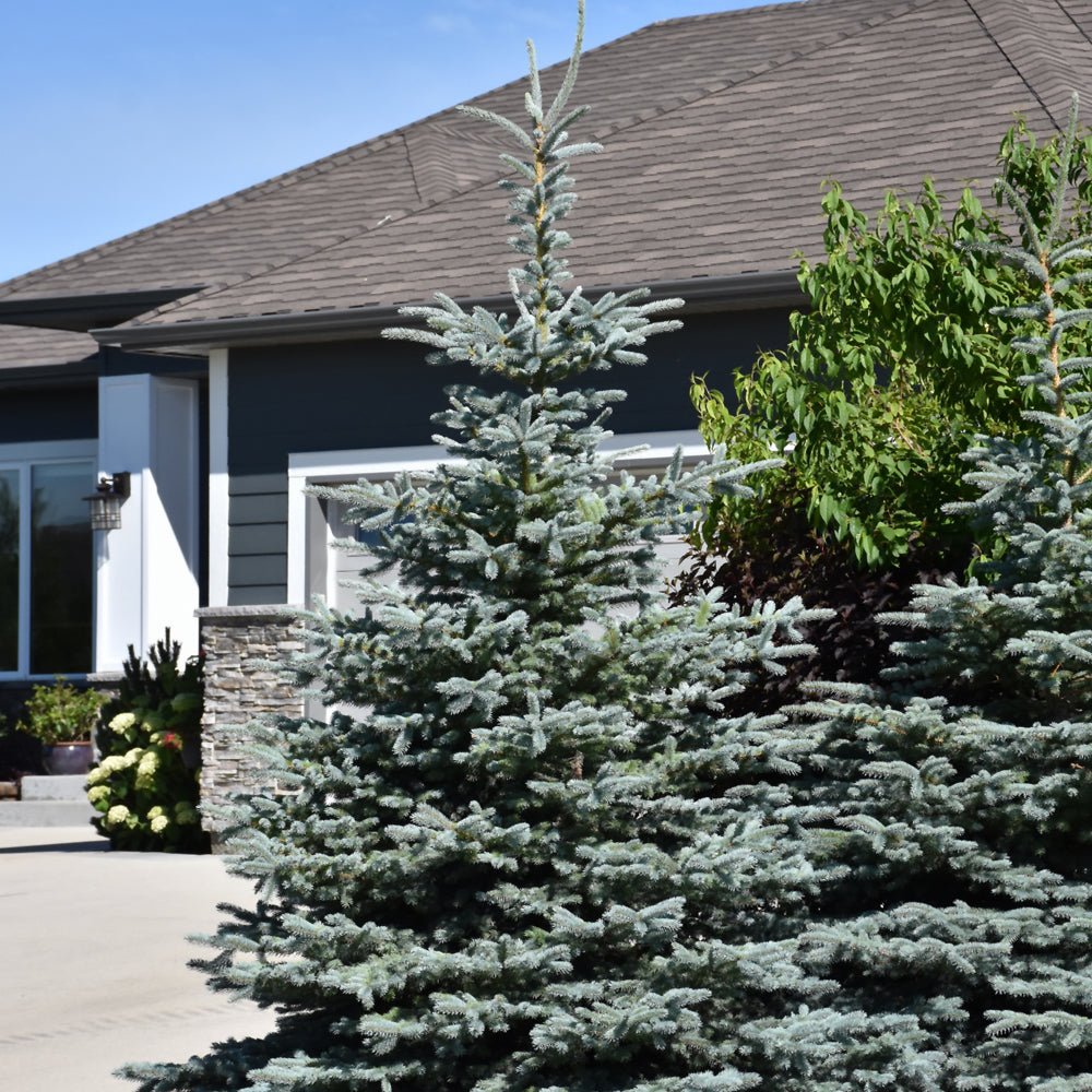 BABY BLUE SPRUCE TREE 15gal