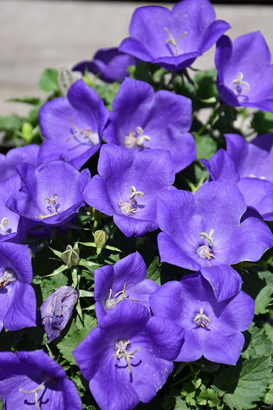 DEEP BLUE BELLFLOWER 1gal