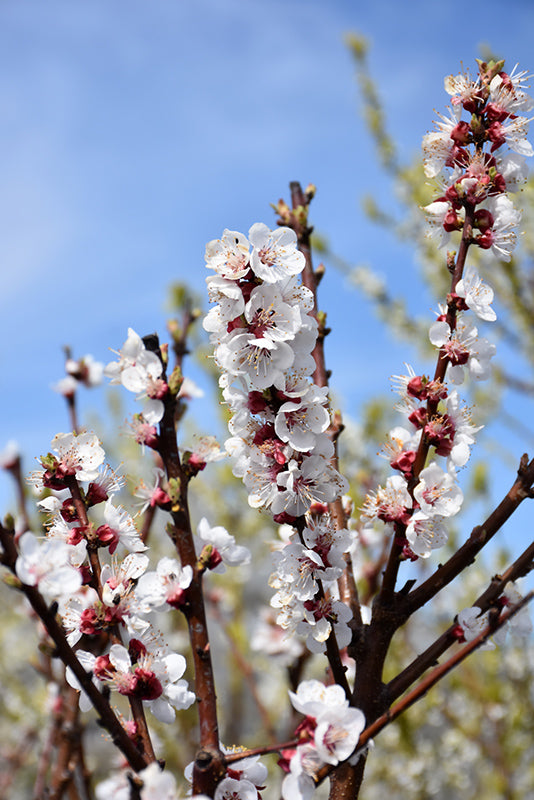 TILTON APRICOT TREE 7gal