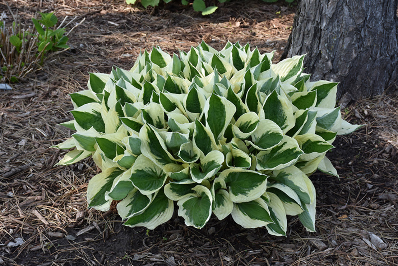 PATRIOT HOSTA 1gal