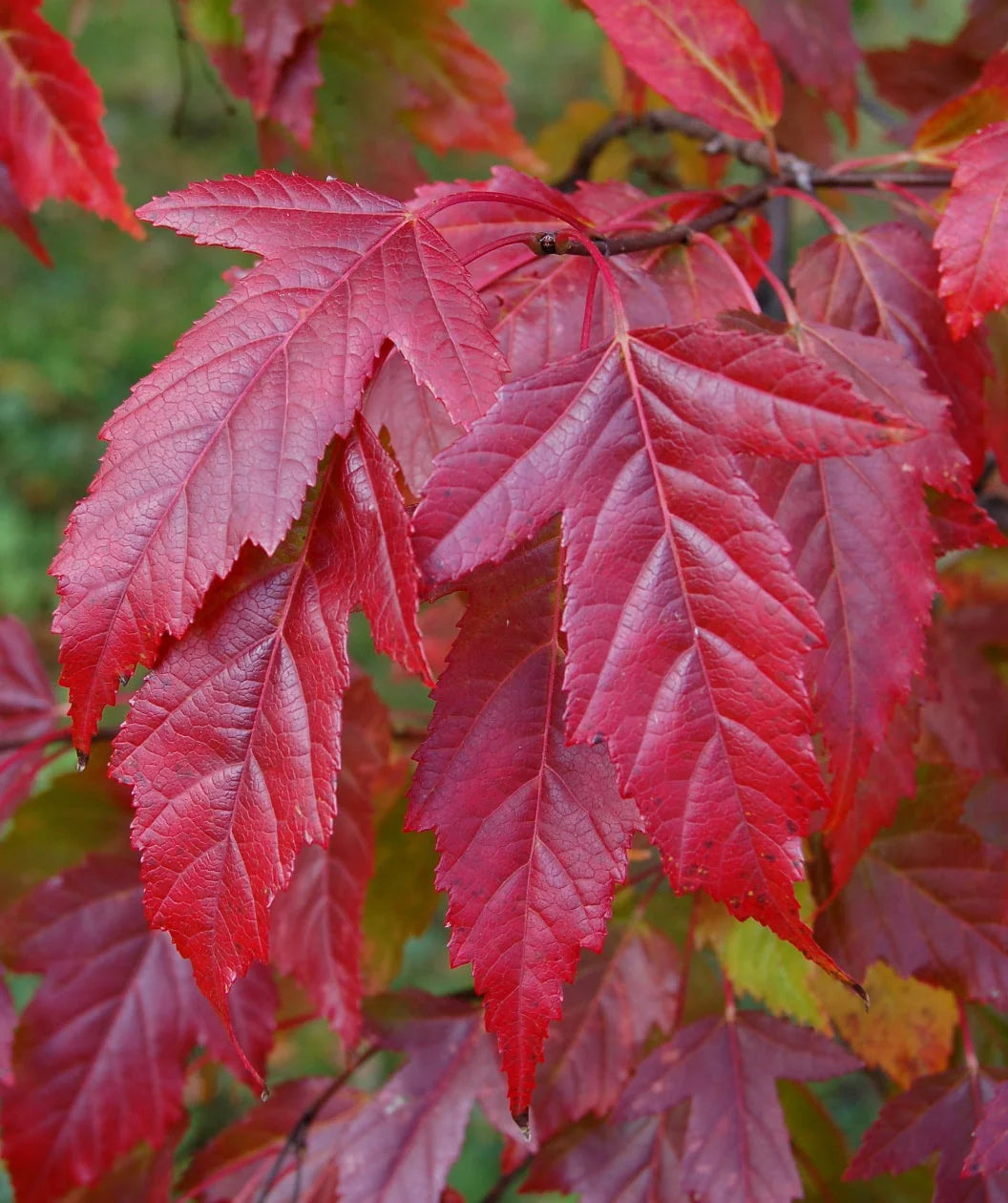 AMUR FLAME MAPLE 5gal