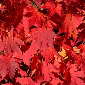 FINAL FIRE JAPANESE MAPLE