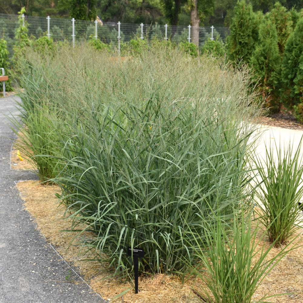 HEAVY METAL BLUE SWITCH GRASS 2gal