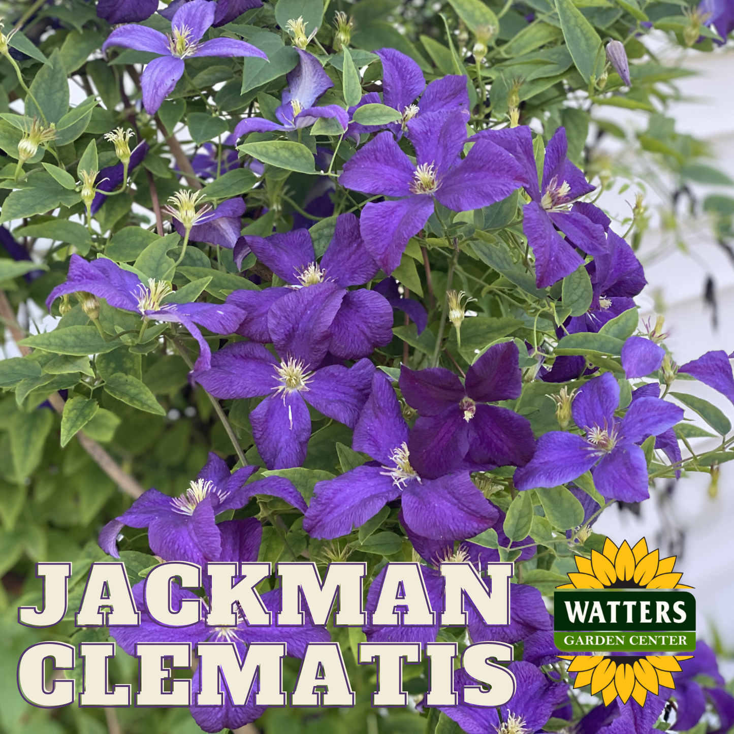 JACKMAN CLEMATIS 2gal