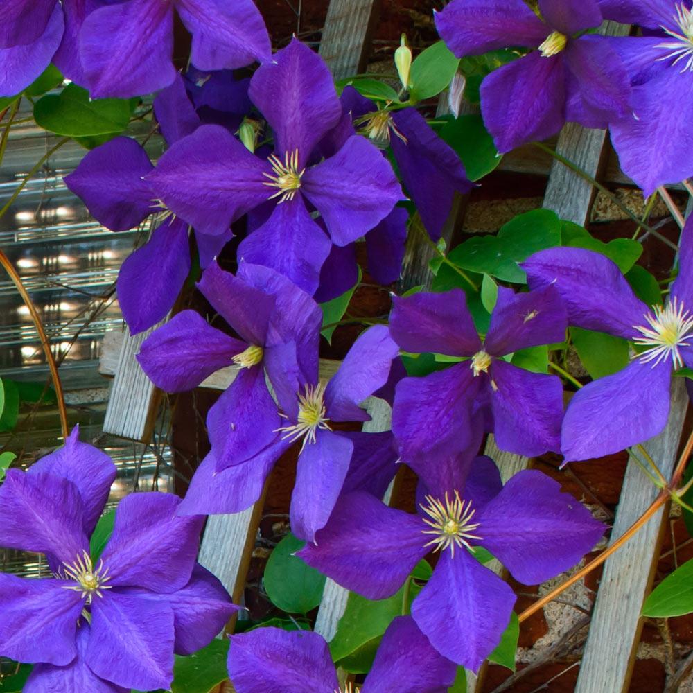 JACKMAN CLEMATIS 2gal