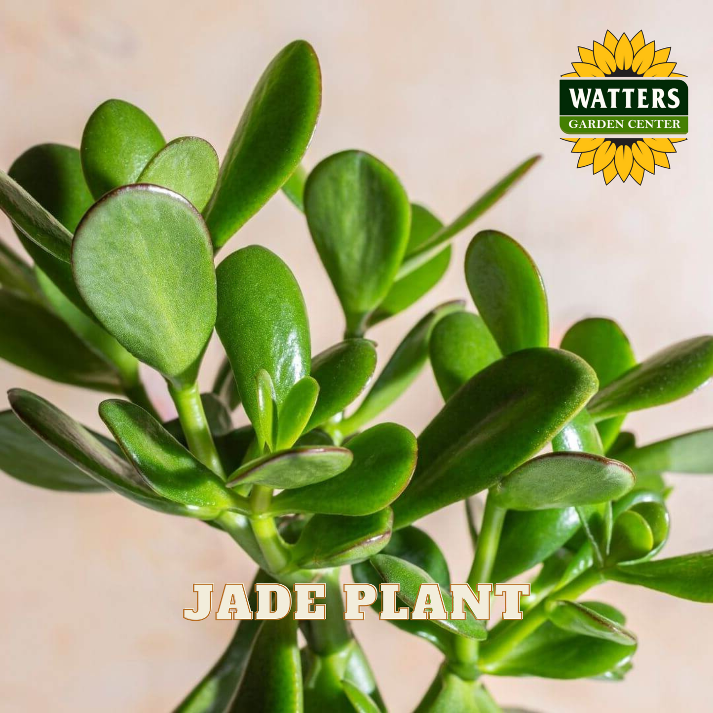 Close-up of a jade plant with Watters Garden Center logo in the corner.