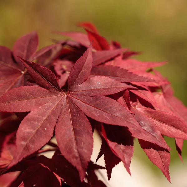 EMPEROR JAPANESE MAPLE 10gal