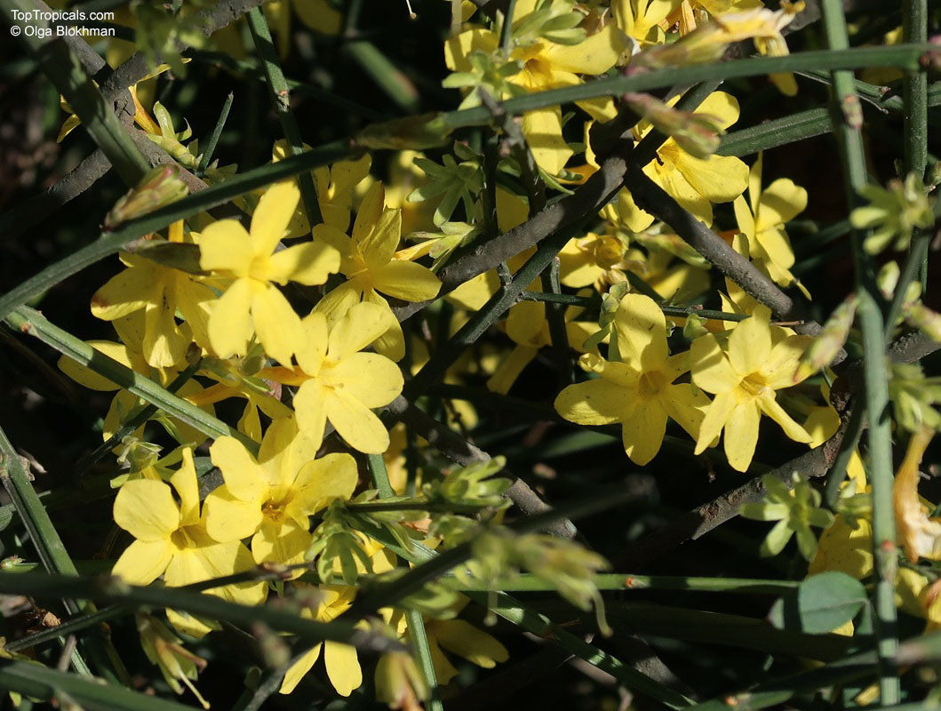 WINTER JASMINE 5gal