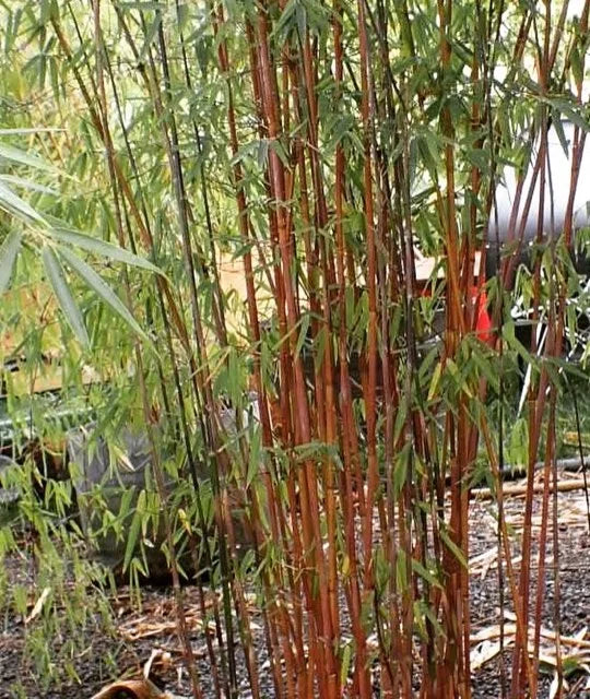 RED DRAGON CLUMPING BAMBOO 2gal