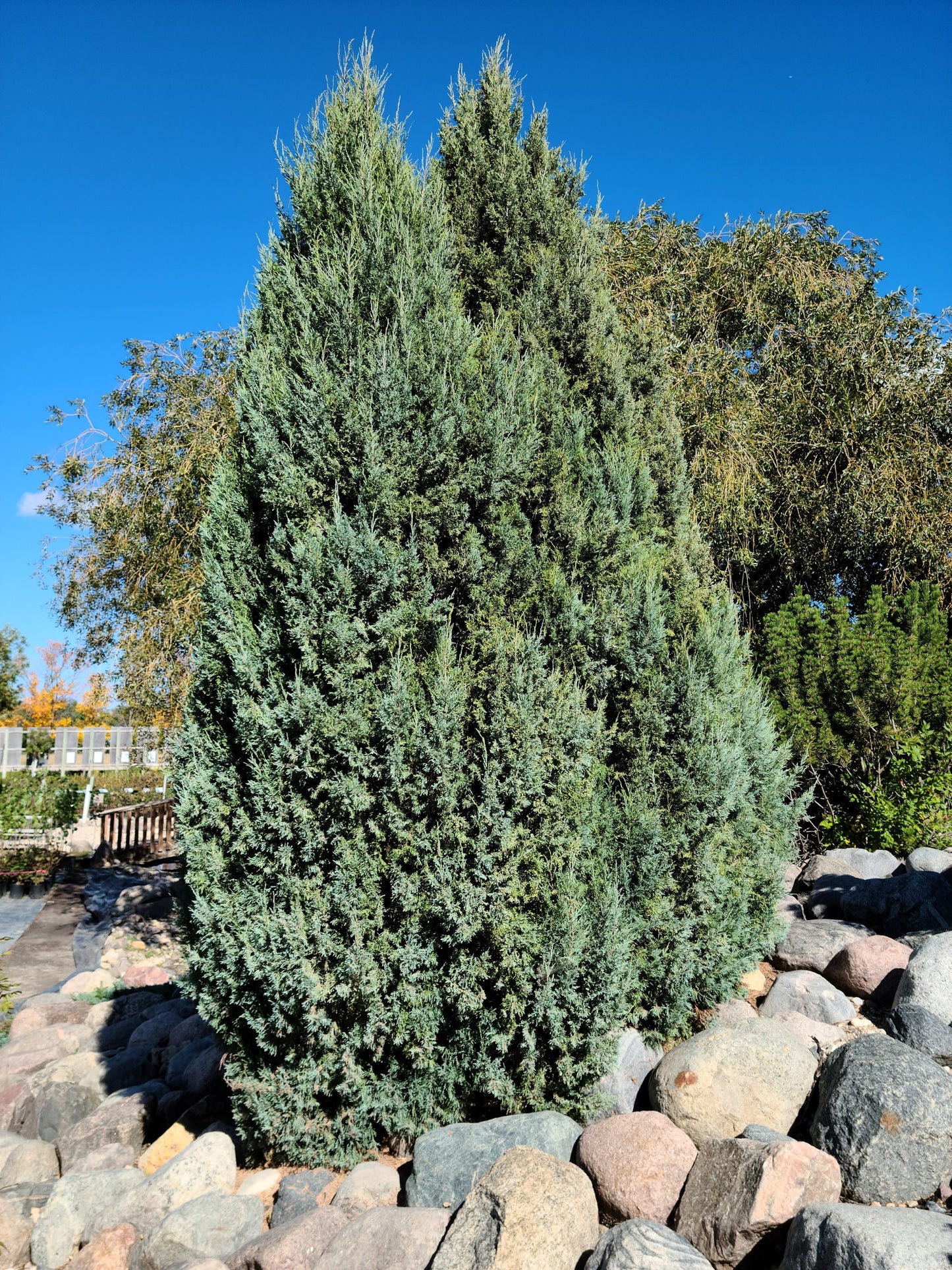 MEDORA JUNIPER TREE 10gal