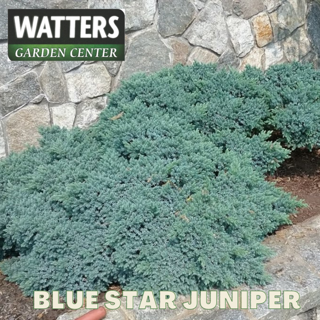 BLUE STAR JUNIPER 2gal