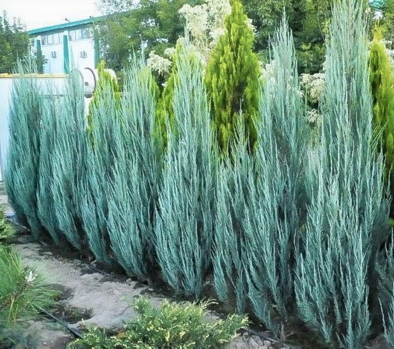 BLUE POINT JUNIPER 10gal