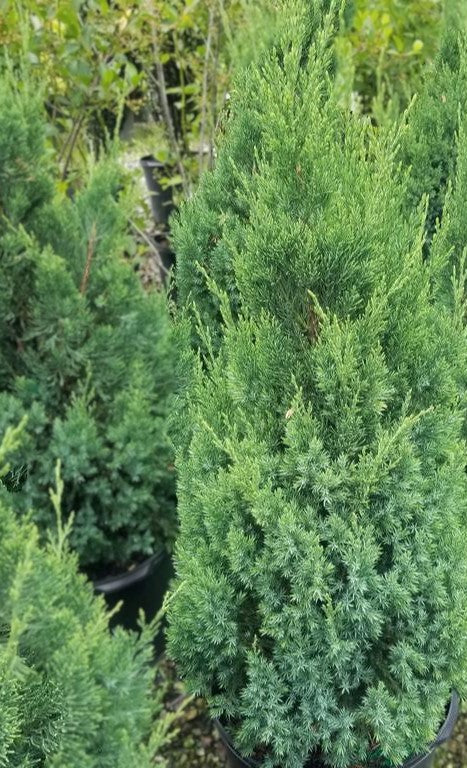 BLUE POINT JUNIPER 10gal
