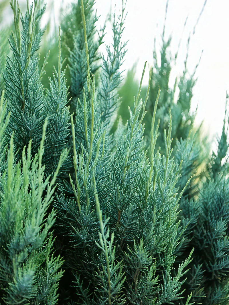 BLUE POINT JUNIPER 5gal