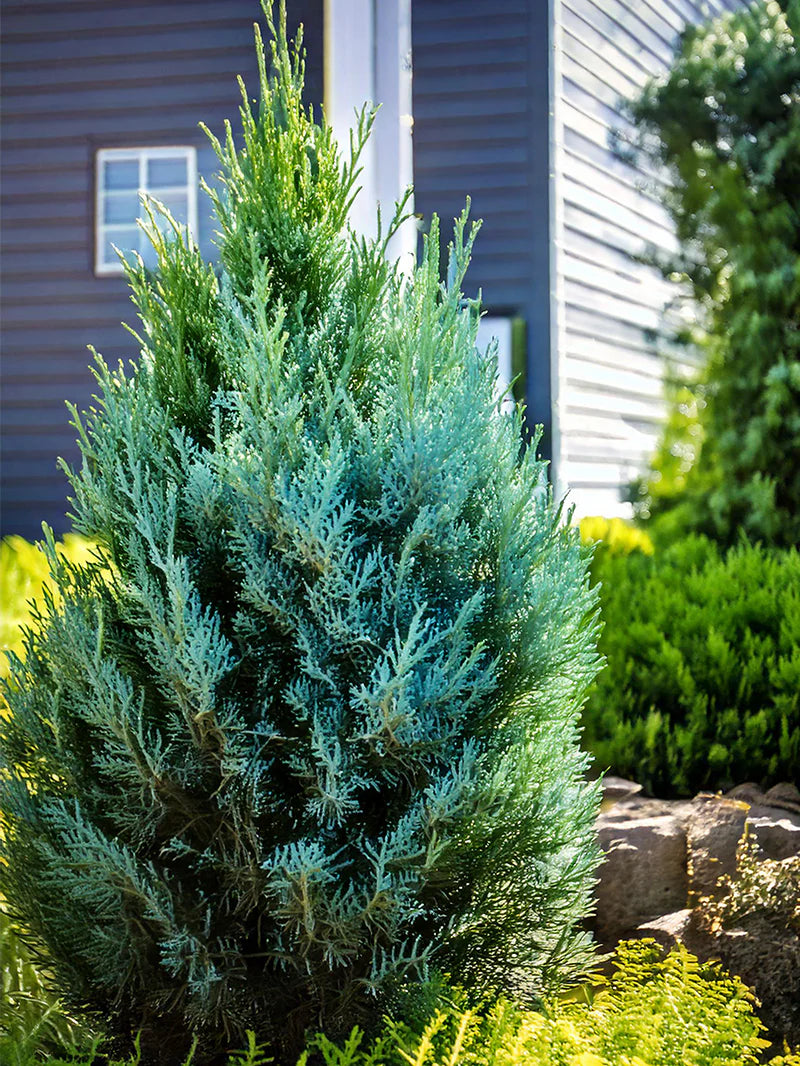 BLUE POINT JUNIPER 5gal