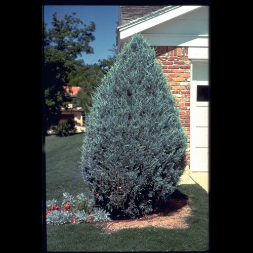 MOONGLOW JUNIPER TREE 6gal