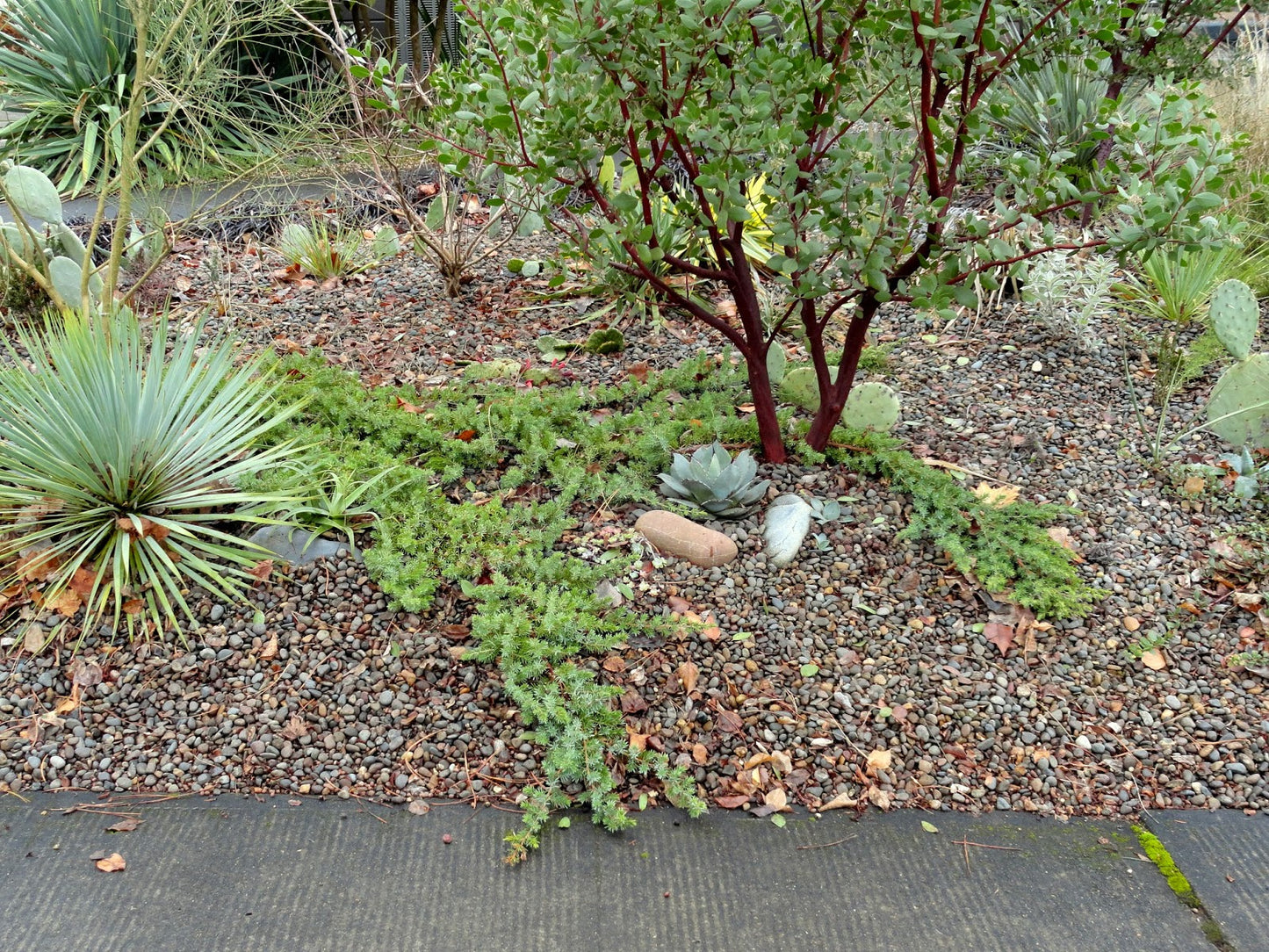 BLUE PACIFIC SHORE JUNIPER 2gal