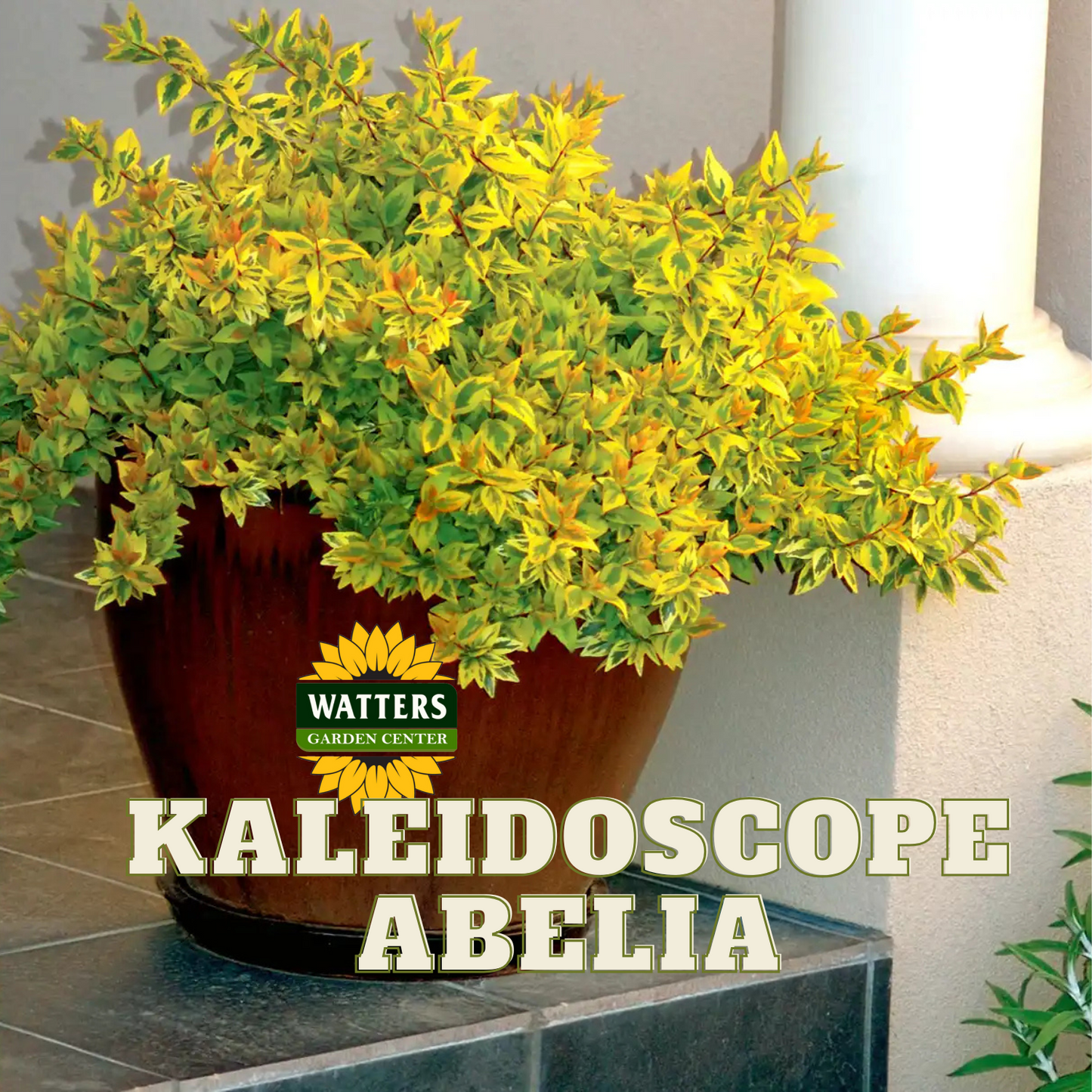 KALEIDOSCOPE ABELIA 1gal