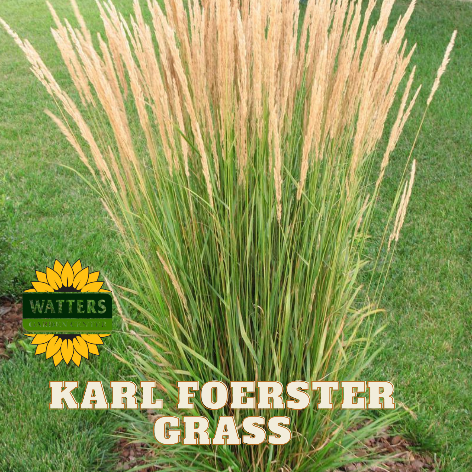 KARL FOERSTER GRASS 5gal – Watters Garden Center