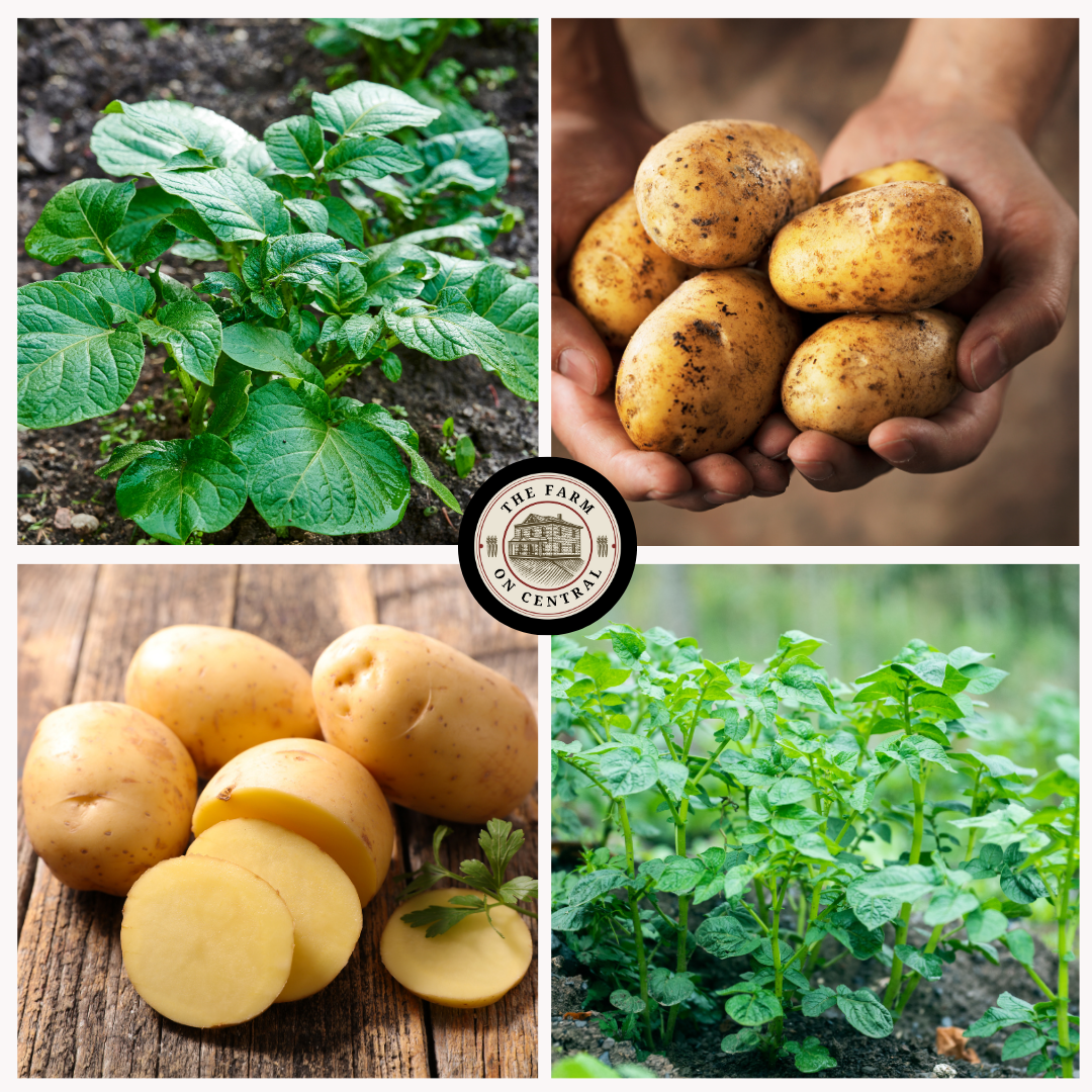 plant potato seeds Kennebec Seed Potatoes