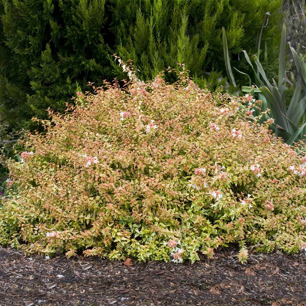 KALEIDOSCOPE ABELIA 1gal