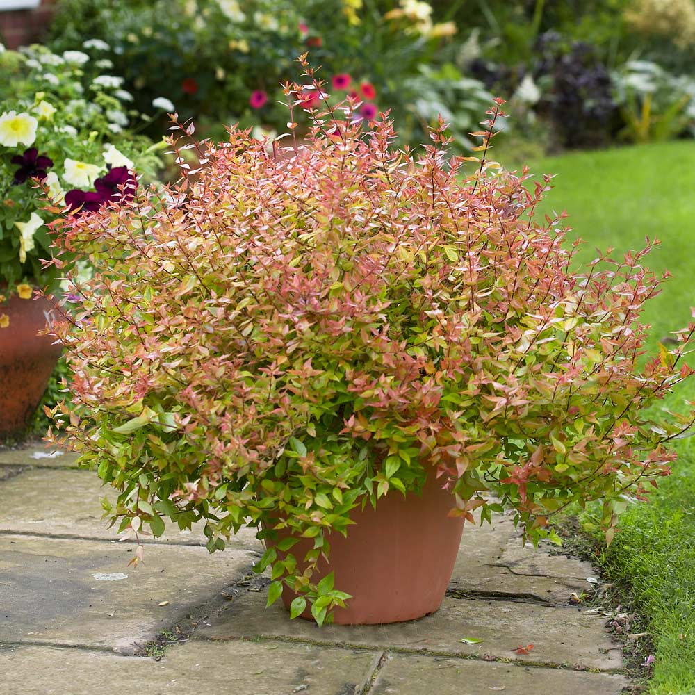 KALEIDOSCOPE ABELIA 1gal