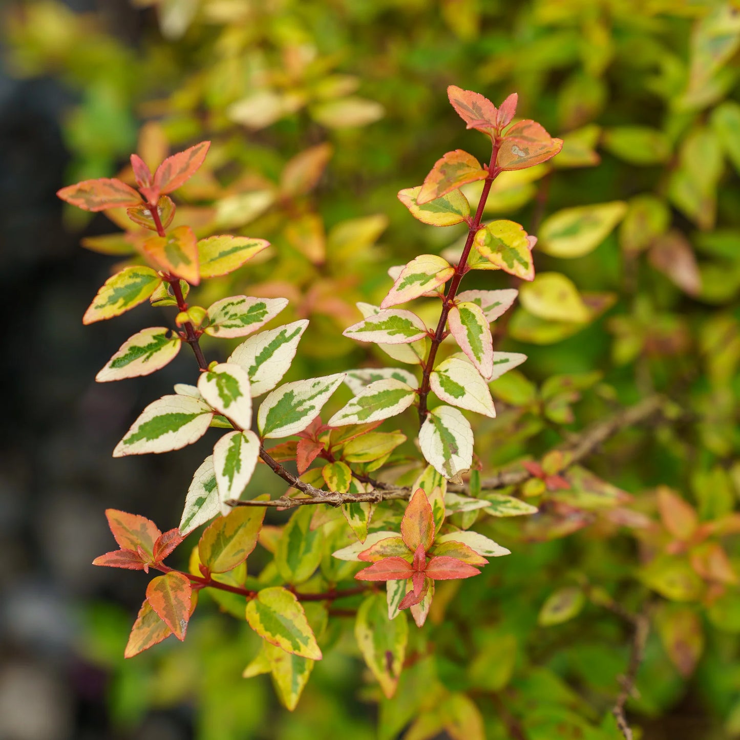 KALEIDOSCOPE ABELIA 2gal