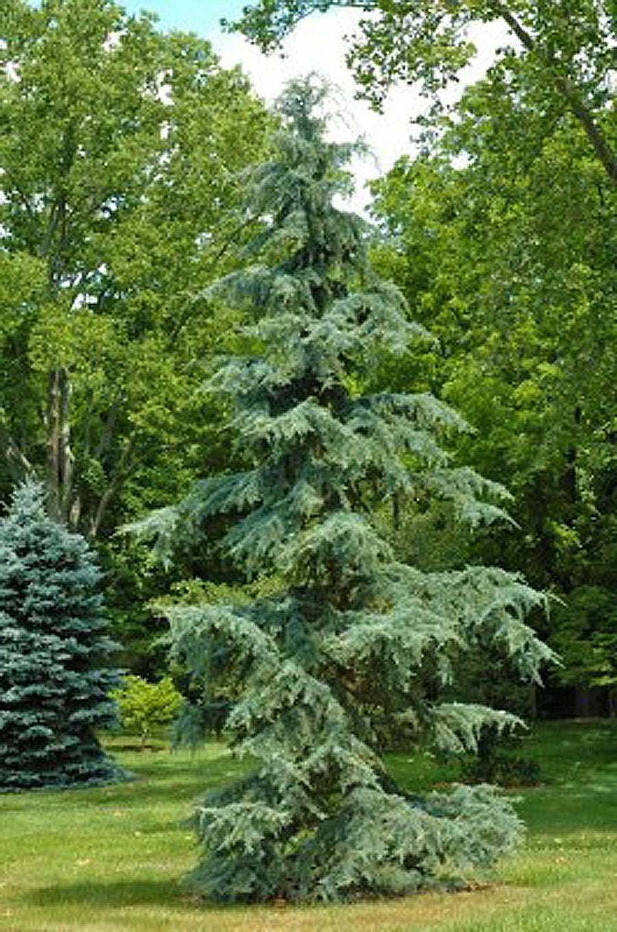 KARL FUCHS DEODAR CEDAR 6-7ft