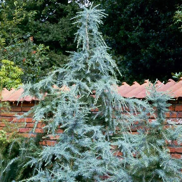 KARL FUCHS DEODAR CEDAR 6-7ft