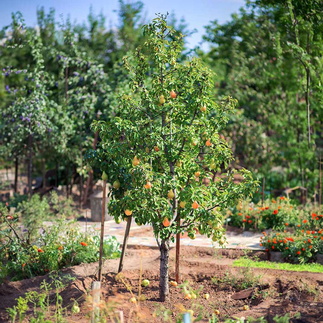 4-IN-1 PEAR COCKTAIL TREE 7gal