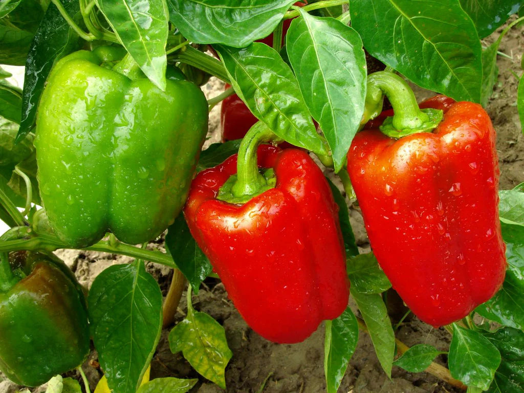 PEPPER 4in