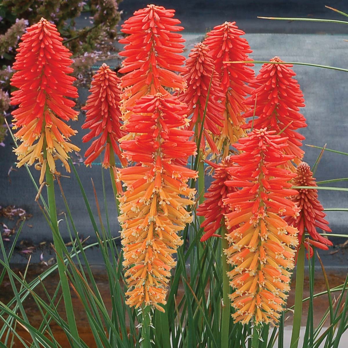 POCO SUNSET KNIPHOFIA 1gal