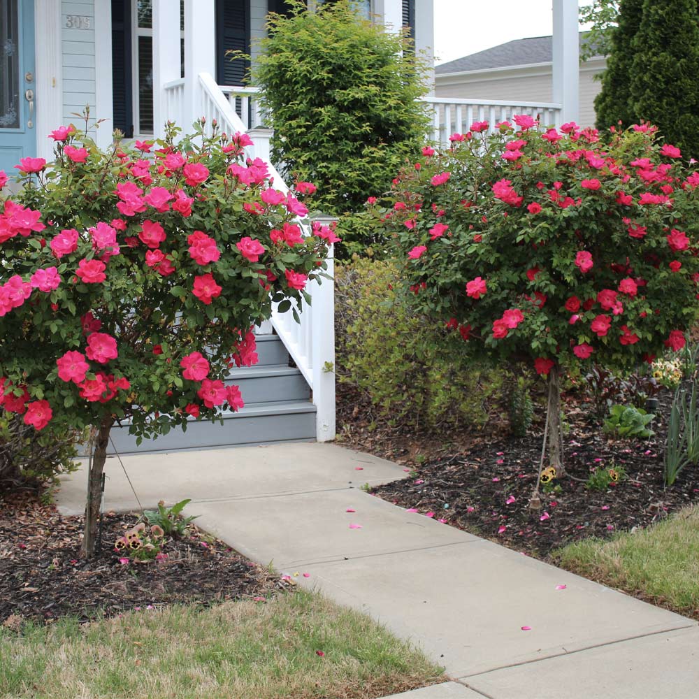 DOUBLE RED ROSE 2gal