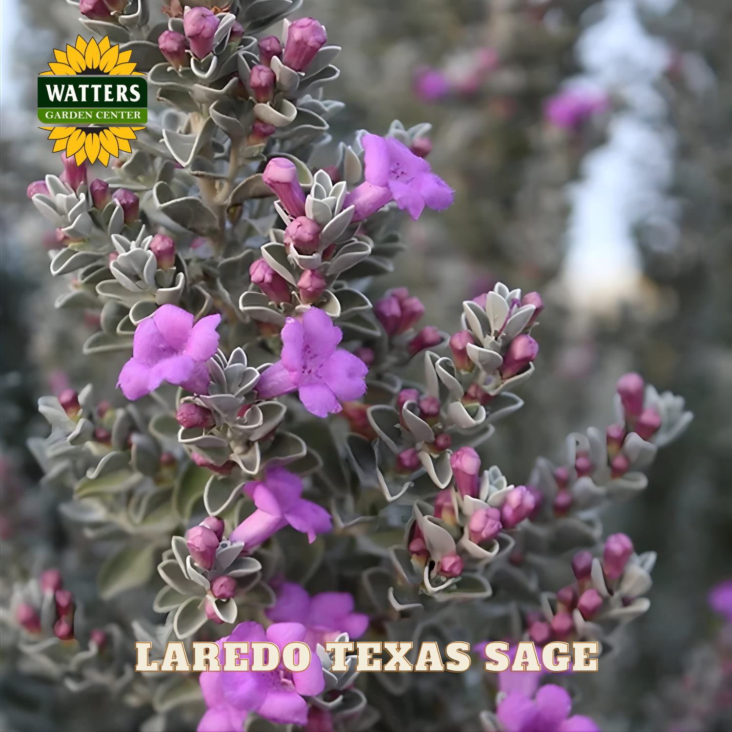 Agave / Purple thunder 紫電 LAREDO TEXAS SAGE 2gal – Watters Garden Center