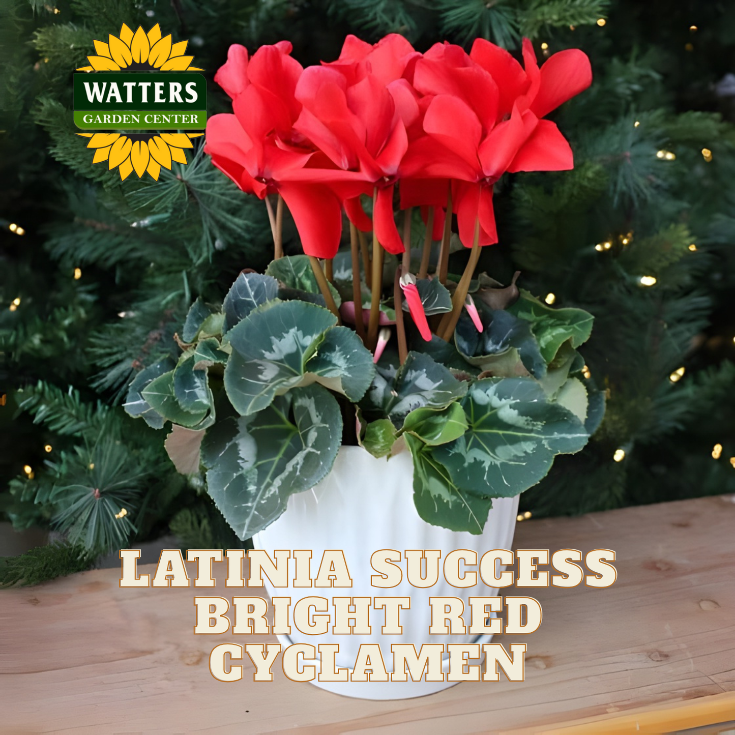Potted red cyclamen plant with green leaves on a wooden surface, Watters Garden Center logo visible.